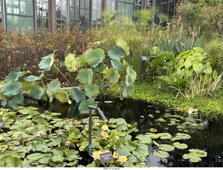 485 a2n. Longwood Gardens - water lilies