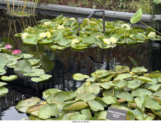 488 a2n. Longwood Gardens - water lilies
