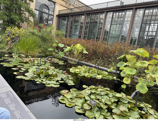 489 a2n. Longwood Gardens - water lilies