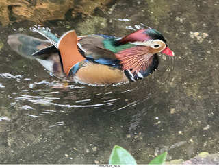 New York City - Central Park Zoo - bird