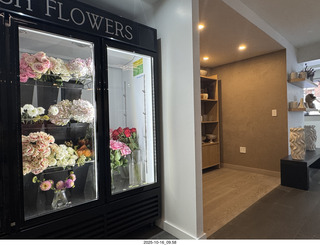 New York City - Novapetal