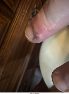 New York City - Novapetal + Adam