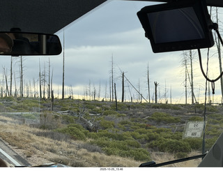 133 a2n. Bryce Canyon National Park burnt trees