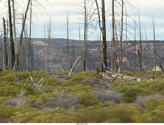149 a2n. Bryce Canyon National Park burnt trees