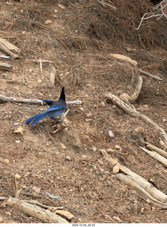 252 a2n. TF - Bryce Canyon National Park - Blue Jay