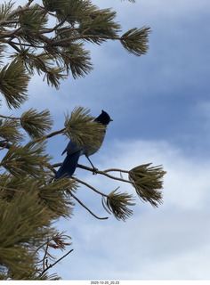 256 a2n. TF - Bryce Canyon National Park - bird in a tree