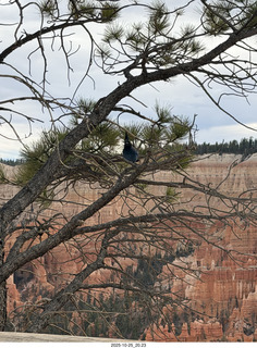 257 a2n. TF - Bryce Canyon National Park - bird in a tree