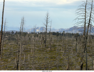 279 a2n. TF - Bryce Canyon National Park - burnt trees