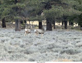81 a2n. drone Bryce Canyon National Park - mule deer