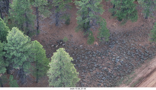 104 a2n. drone - Bryce Canyon National Park - mule deer