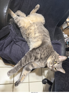 cats Potato and Pickle