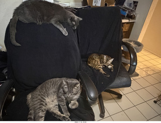 138 a2p. cats Devin, Potato, and Pickle