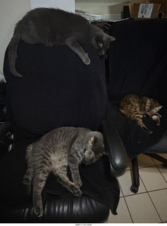 139 a2p. cats Devin, Potato, and Pickle