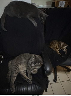 140 a2p. cats Devin, Potato, and Pickle