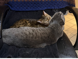 cats Pickle and Potato