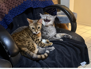 cats Devin, Potato, and Pickle