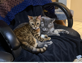 cats Devin, Potato, and Pickle