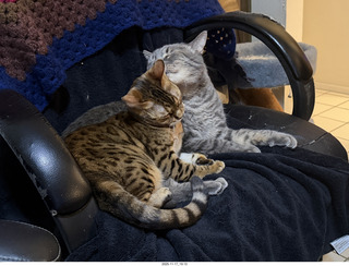 cats Devin, Potato, and Pickle