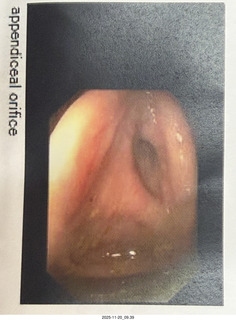 cats Pickle and Potato