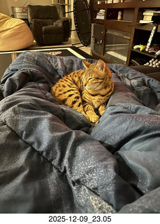 Tyler and Ashley Saenz and cat Pickle on her back