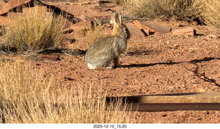 244 a2q. Utah - Happy Canyon airstrip area - rabbit