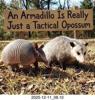 An Armadilla Is Really Just a Tactical Opposum Utah - Canyonlands National Park