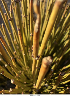 Utah - Canyonlands National Park