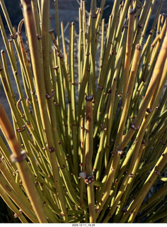 Utah - Canyonlands National Park