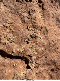 217 a2q. Utah -  Mineral Canyon hike - close-up of orange worm