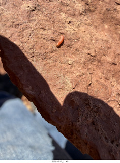 218 a2q. Utah -  Mineral Canyon hike - close-up of orange worm