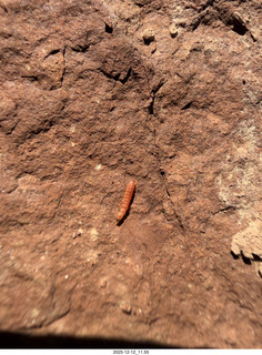 231 a2q. Utah -  Mineral Canyon hike - close-up of orange worm