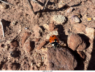 246 a2q. Utah -  Mineral Canyon hike - ladybug close-up