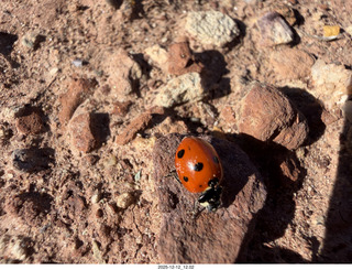 247 a2q. Utah -  Mineral Canyon hike - ladybug close-up