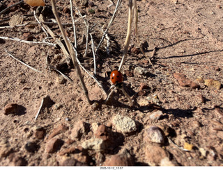 258 a2q. Utah -  Mineral Canyon - ladybug close-up