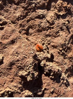 261 a2q. Utah -  Mineral Canyon - orange worm close-up
