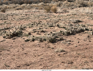 268 a2q. Utah -  Mineral Canyon hike - cactus