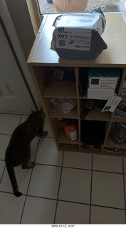 166 a2q. cat Devin and package