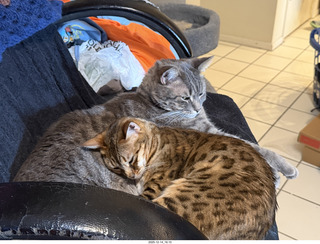 cats Pickle and Potato