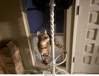 cat Pickle on my coat rack