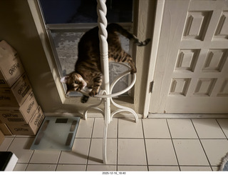 cat Pickle on my coat rack