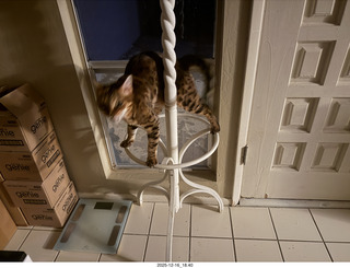 cat Pickle on my coat rack