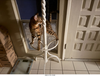 cats Pickle and Potato