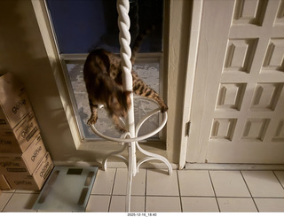 cat Pickle on my coat rack