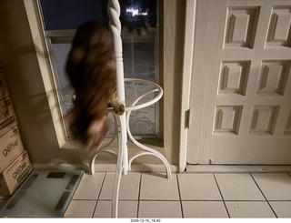 cats Pickle and Potato