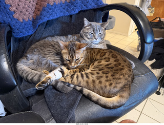 cats Potato and Pickle