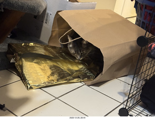 cats Pickle and Potato