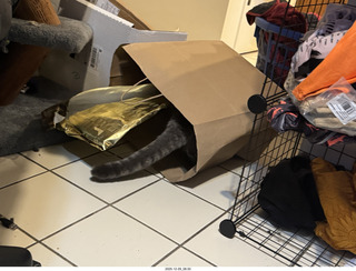 cats Potato and Pickle