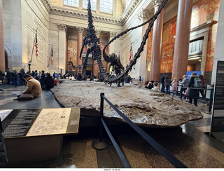 New York City - Manhattan - American Museum of Natural History - dinosaur skeletons