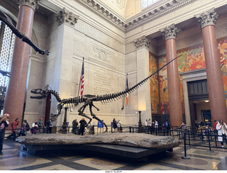 New York City - Manhattan - American Museum of Natural History - dinosaur skeletons
