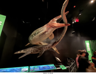 New York City - Manhattan - American Museum of Natural History - pigeons